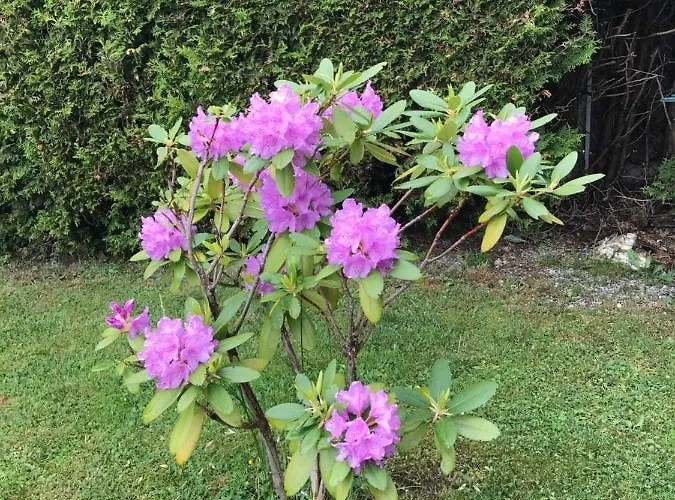 Yulia Horská chata *